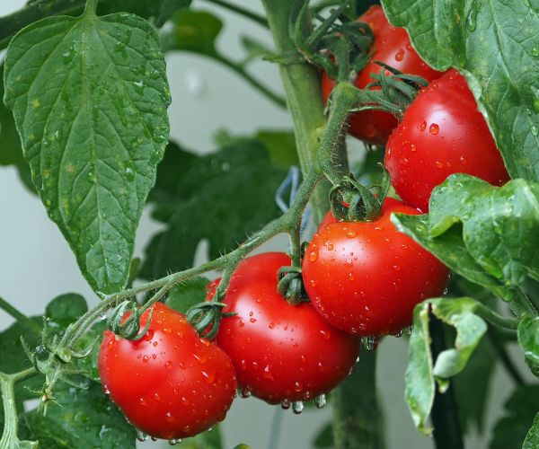tomaten bei bluthochdruck